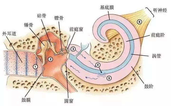 镫骨