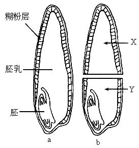 糊粉层