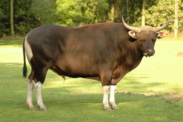 爪哇野牛