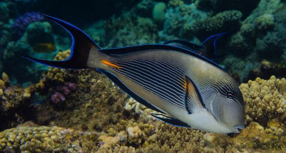 红海刺尾鱼