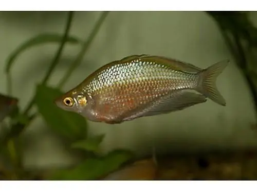 拉迪氏苦味银汉鱼