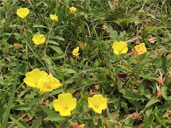 黄花月见草