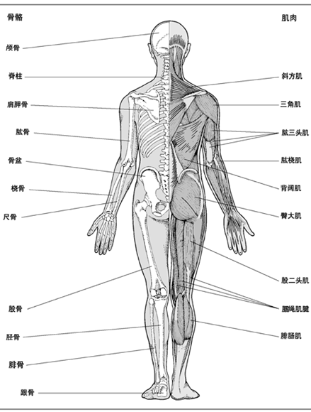 肌肉骨骼系统
