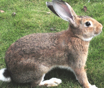 比利时野兔