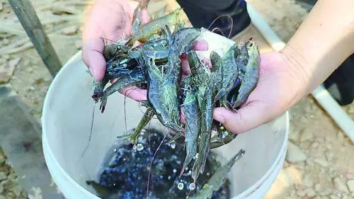 海虾养殖