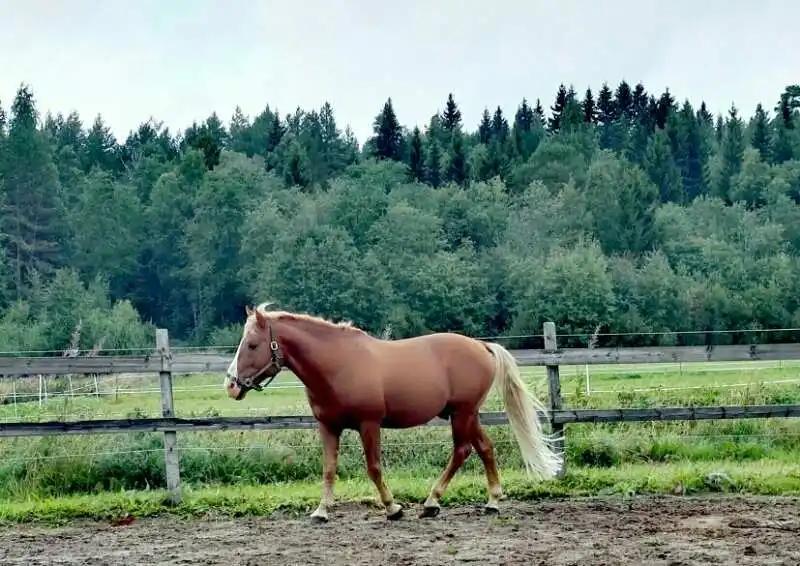芬兰马
