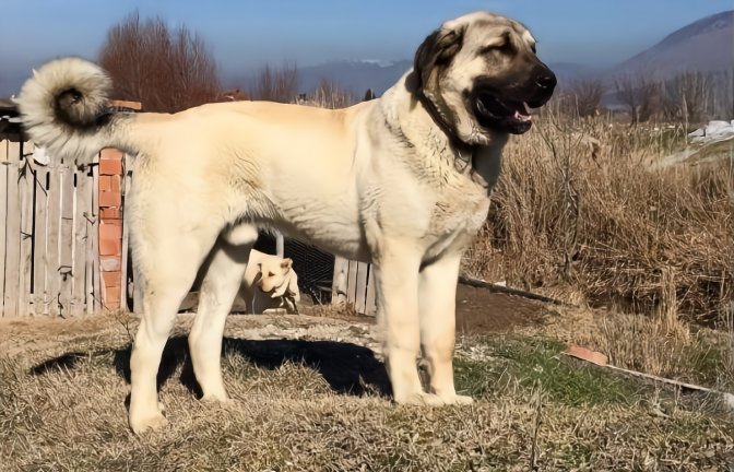 坎高犬